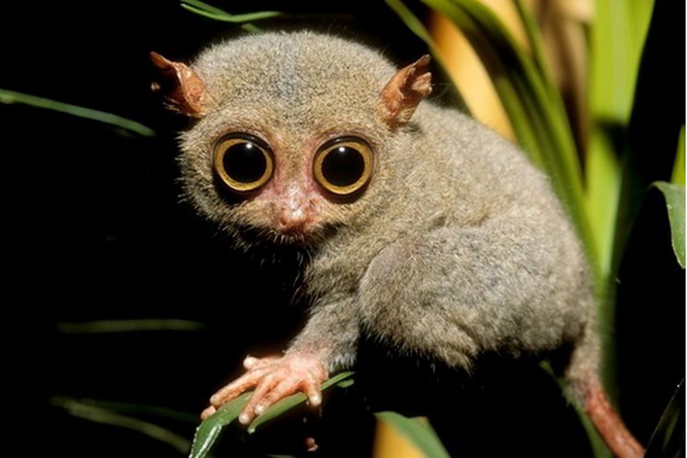 tarsier-dilated