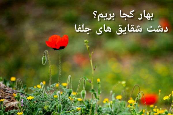 بهار کجا بریم؟ دشت شقایق‌های جلفا؛ تابلوی سرخ طبیعت در دل آذربایجان